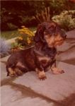 Sitting dachshund, * approx. 1970