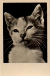 Cats, real photo used July 11, 1956