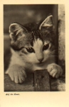 The cat on the lookout * ca.1950