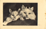 Couple of cats in blanket o July 15, 1942