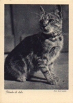House cat, Peterle is proud, * approx. 1950d, * approx. 1950