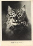 Angora cat, * approx. 1950