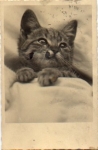 Tabby covered o May 23, 1930