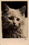 white cat o 05/23/1939