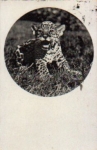 Wildcat Young Jaguar o 18.6.1930