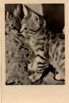 Young tabby cat, gebr. July 11, 1955