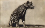 Wildcat, leopard, real photo o 10.8.1929