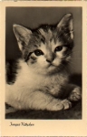 Young kitten, real photo * approx. 1960