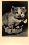 Young cat used in basket circa 1960