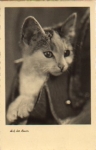 The cat on the lookout, real photo * approx. 1955
