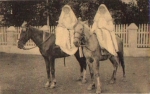 Nonnen auf Pferden * ca. 1910