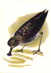 Duck-like bird, * approx. 1980