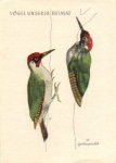 Green woodpecker drawing * ca. 1950