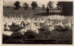 Goose pasture Weissiedler See o 8.6.1932