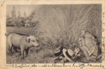 Pigs in meadow by hats and a parasol, o 26.1.1902