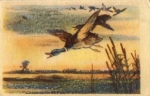 Ducks artist card o April 10, 1952