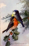 Titmouse, Rotkelchen, artist card C. Klein gebr. April 27, 1961