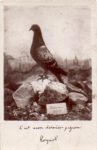 Carrier pigeon breed poultry real photo o 8.6.1935