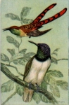 Birds in the tree * ca. 1910