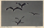 Herring Gulls in Heiligenhafen * around 1950