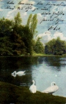 Swans in the Park o 25.2.1905