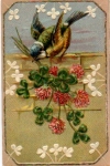 Titmouse with clover, embossed card o 8.2.1902