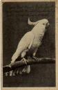 Cockatoo parrot o 17.4.1922