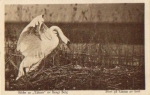 swan Bird * June 6, 1940