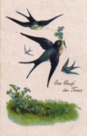 Swallows forget-me-not br. 6/3/1920