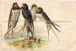 Swallows on the pole, July 11th, 1899