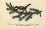 Chickadee on fir branch * ca. 1930
