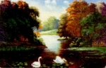 Swans in the Park artist card o 1.8.1923