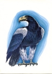Eagle Artist card * approx. 1970