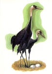 Gray Heron * ca. 1970