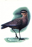 Seagull artist card * ca. 1970