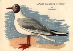 Black-headed gull * approx. 1940