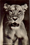 Berlin Zoological Garden Lioness *ca. 1950