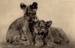 Young lions bred circa 1950