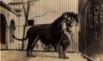 Male lion real photo card * ca. 1950