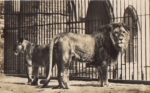 Lions pair real photo * ca.1950