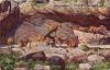 Hamburg Stellingen Carl Hagenbeck's Tierpark Zoological Garden  Lion's Canyon used circa 1962