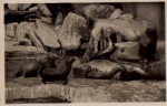 Hamburg Stellingen Carl Hagenbecks Tierpark Zoo walruses sea lions fur seals * ca. 1950