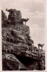 Hamburg Stellingen, Carl Hagenbeck's Tierpark Zoo Mane Sheep o 13.6.1939