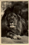 Berlin Zoologischer Garten Atlaslöwe *ca. 1940