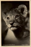 Berlin Zoologischer Garten Junger Löwe *ca.1940