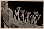 Hamburg Stellingen Hagenbeck's zoo lions canyon * circa 1940