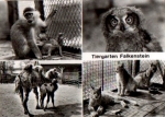 Falkenstein Tiergarten Zoo owl monkey cat camel *approx. 1970