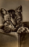 Cat sitting in box, br. circa 1970