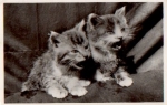 young cat o 05/21/1962