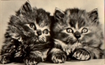 young tabby cats o January 25, 1969
